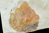Two Fossil Leaves (Platanus, Zizyphoides) - Montana #105168-2